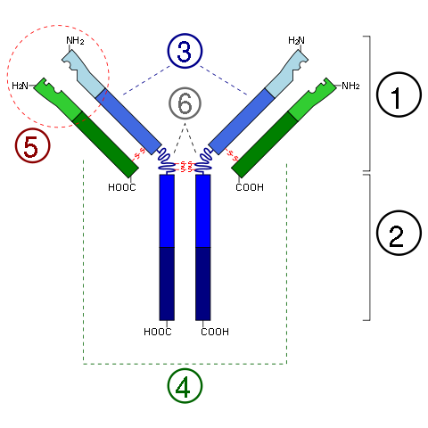 File:Immunoglobulin basic unit.svg