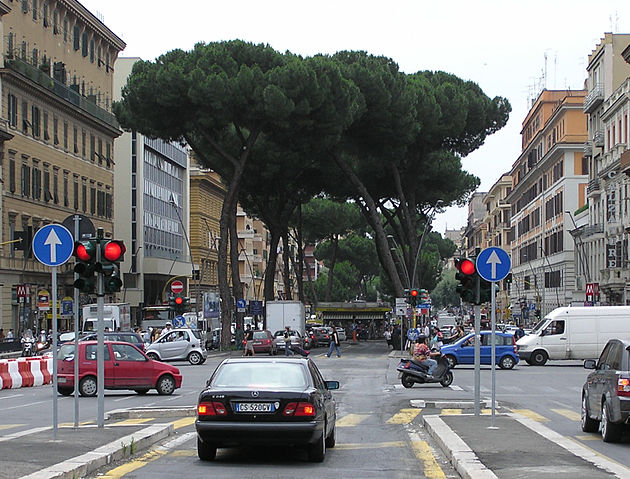File:Umbrella.pine.in.rome.arp.jpg
