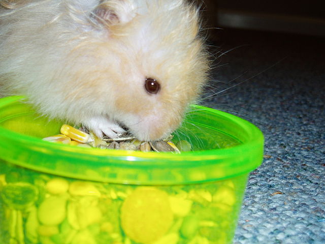 File:Hamster eating food.JPG