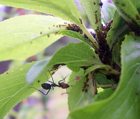 File:Ant cultivating aphids.jpg