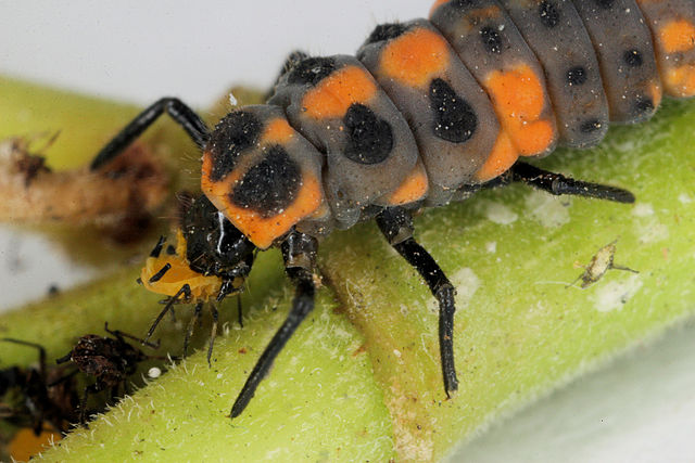 File:Aphid-attack.jpg