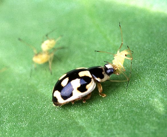 File:P-14 lady beetle.jpg