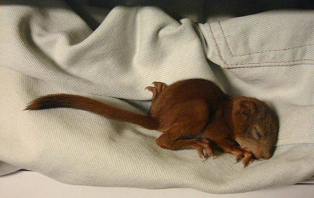 File:JJM SquirrelBaby 01.jpg
