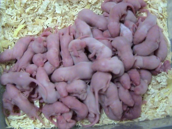 File:Feeder mice.jpg