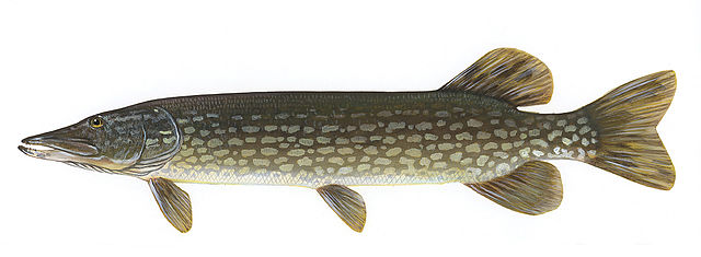 File:Esox lucius1.jpg