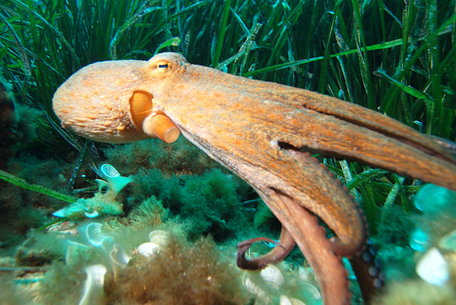File:Octo2.jpg