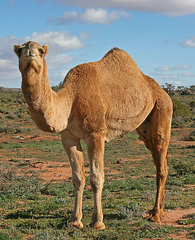File:07. Camel Profile, near Silverton, NSW, 07.07.2007.jpg