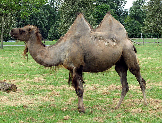 File:Bactrian.camel.sideon.arp.jpg