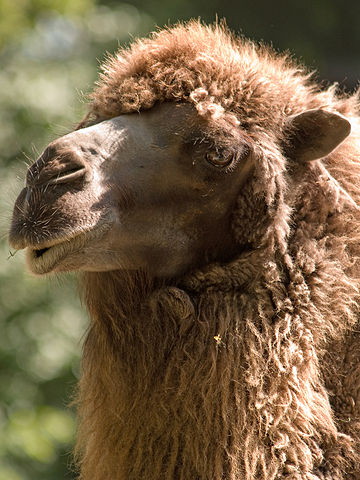 File:Camel portrait.jpg
