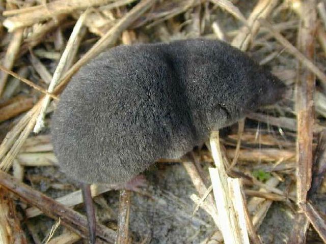 File:Southern short-tailed shrew.jpg