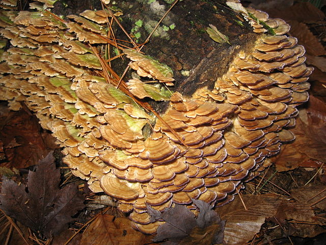 File:Mushroomy Log.JPG
