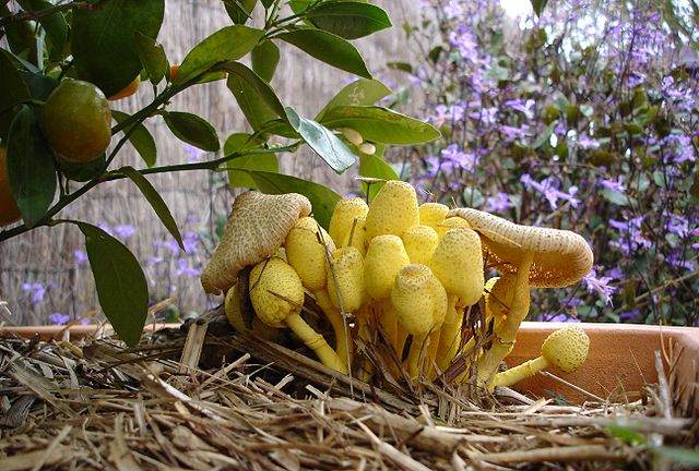 File:Yellowmushrooms.jpg