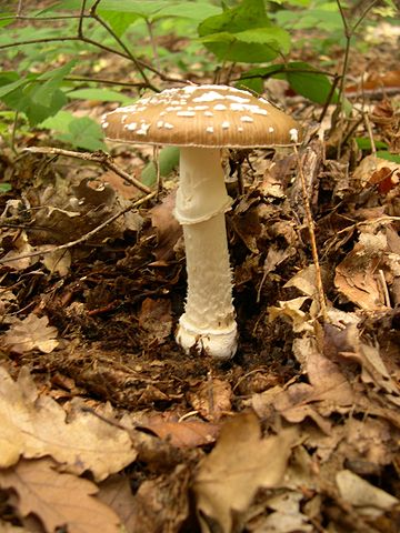 File:Amanita pantherina 1.JPG