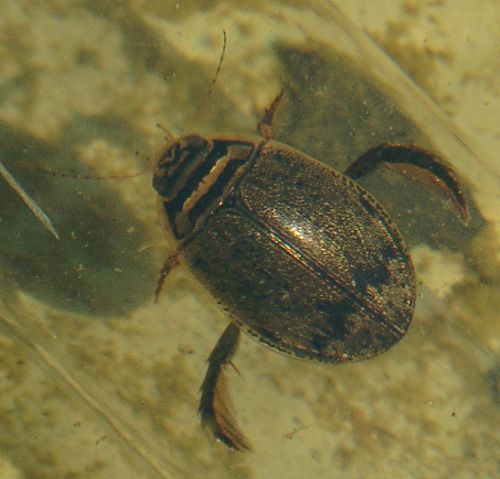 File:Acilius sulcatus.gemeiner furchenschwimmer.jpg