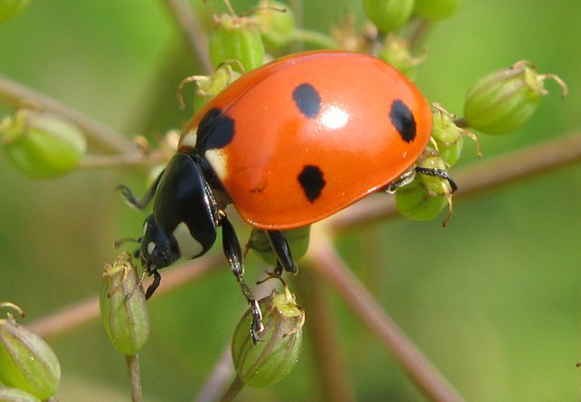 File:Lady-beetle-close-up.jpg