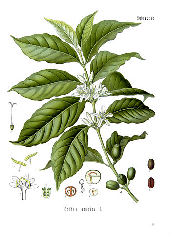 File:Coffea arabica - K&ouml;hler&ndash;s Medizinal-Pflanzen-189.jpg