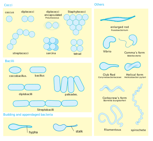 File:Bacterial morphology diagram.svg