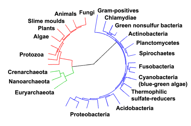 File:Collapsed tree labels simplified.png