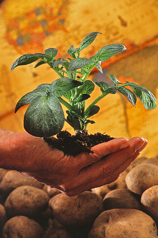 File:Potato plant.jpg
