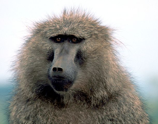 File:Olive baboon1.jpg