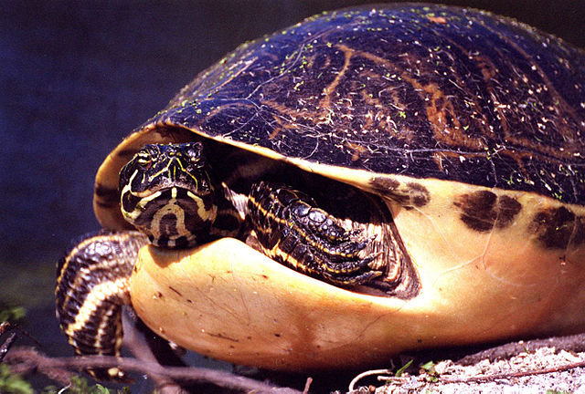 File:Florida Redbelly Turtle KSC00pp0306.jpg
