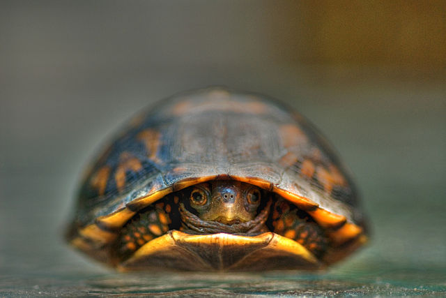 File:Baby Turtle.jpg