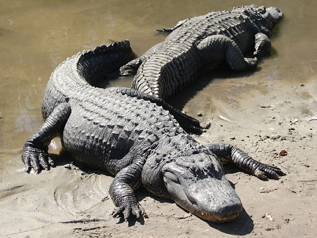 File:Two american alligators.jpg