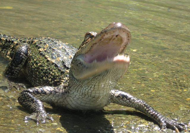 File:Gators mouth.jpg