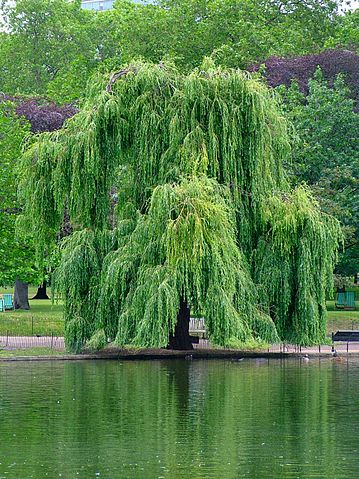 File:Willow.jpg