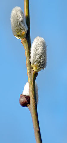 File:Willow catkin 1 aka.jpg