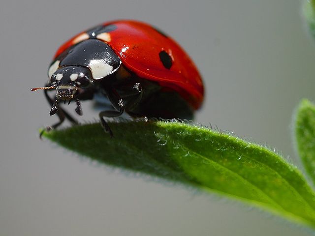 File:Ladybird.jpg