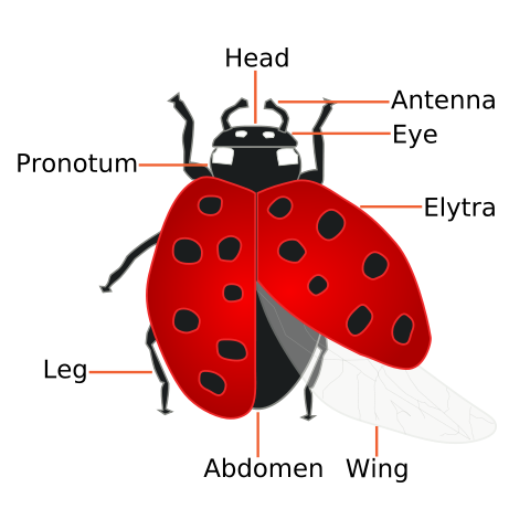 File:Coccinellidae (Ladybug) Anatomy.svg