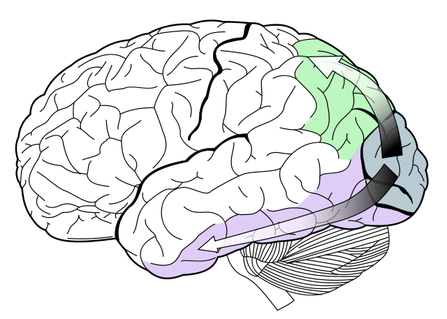 File:Ventral-dorsal streams.svg