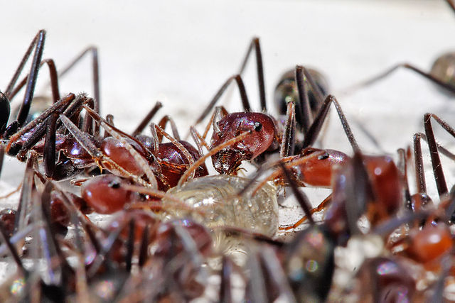 File:Meat eater ants feeding on honey.jpg