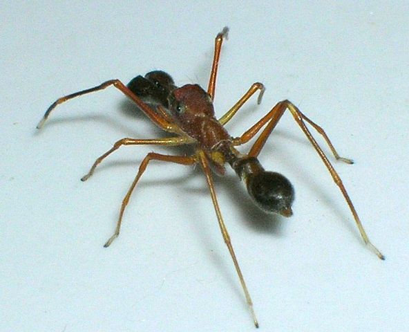 File:Myrmarachne-plataleoides1.jpg