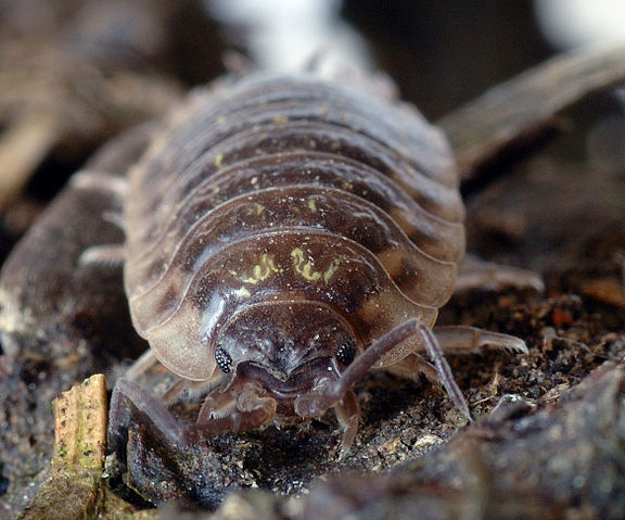 File:Porcellio scaber - male front 2 (aka).jpg