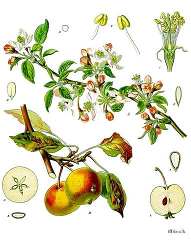 File:Malus domestica - K&ouml;hler&ndash;s Medizinal-Pflanzen-108.jpg