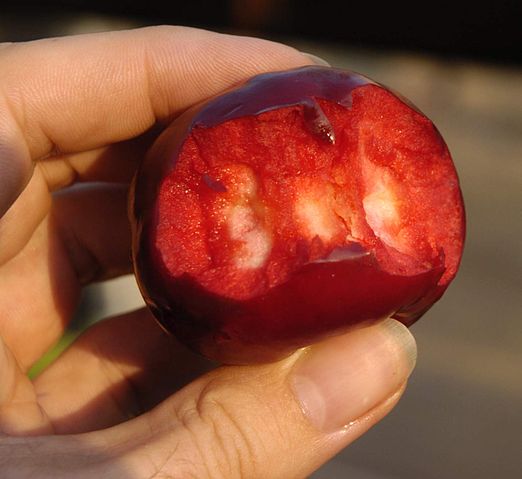 File:Cyborglog-of-eating-old-apple-d360.jpg