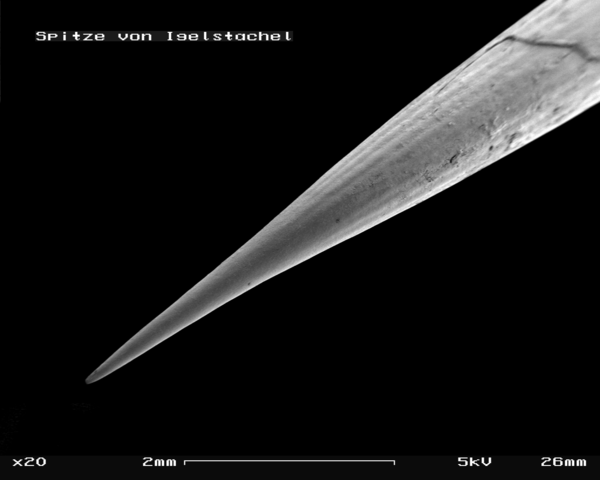 File:Hedgehog sting in SEM, 20x.GIF
