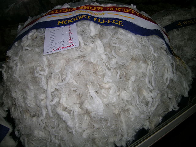 File:Hogget fleece.JPG