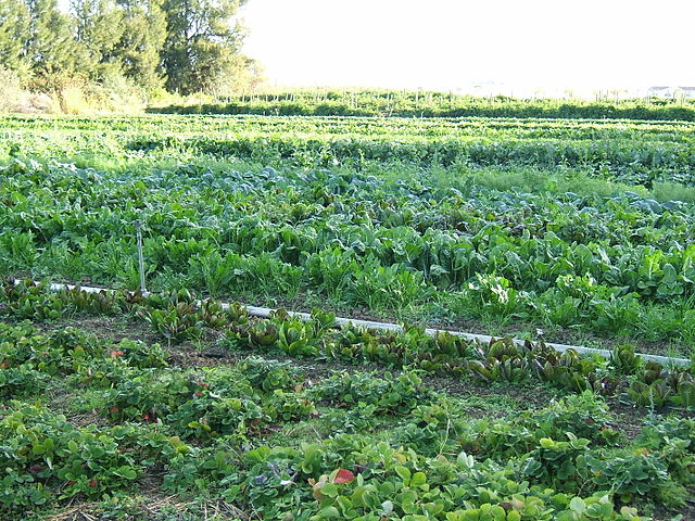 File:Organic-vegetable-cultivation.jpeg