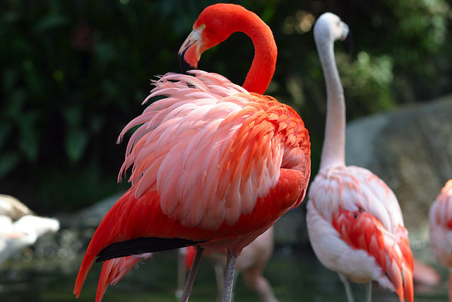 File:Lightmatter flamingo.jpg