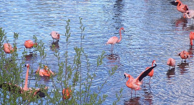 File:Flamingos at Chester Zoo.jpg