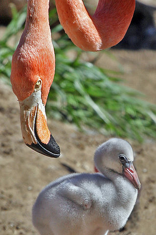 File:Flamingo and offspring.jpg