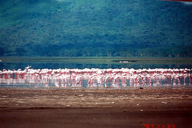 File:Flamingos at lake Nakuru.jpg