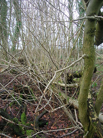 File:Treelets on fallen Ash tree.JPG