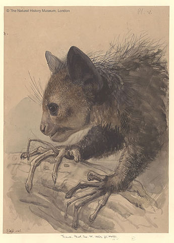 File:Ayeaye, Daubentonia madagascariensis, Joseph Wolf.jpg