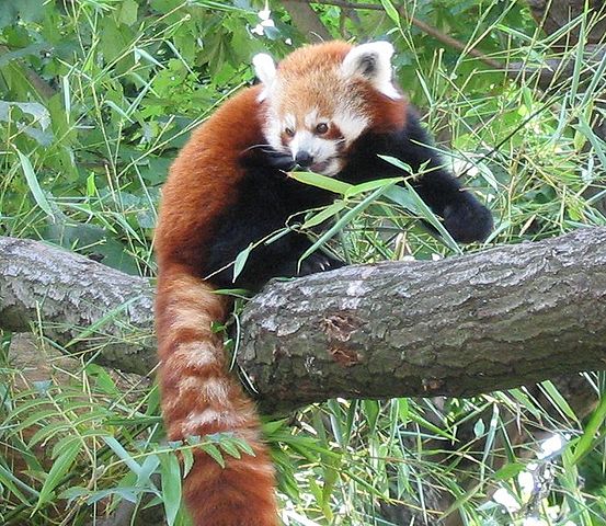 File:RedPanda.jpg