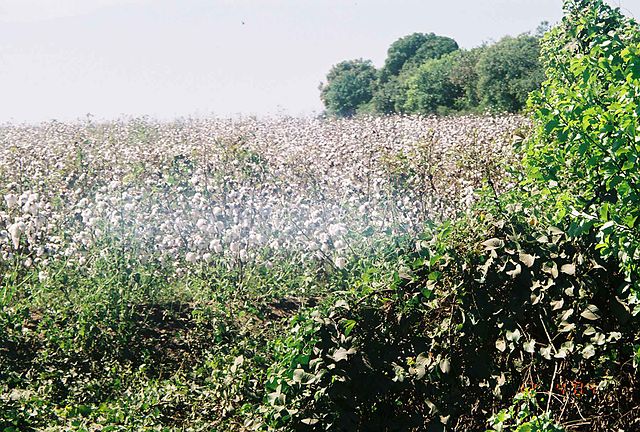 File:Cotton-UsulutanSV.jpg