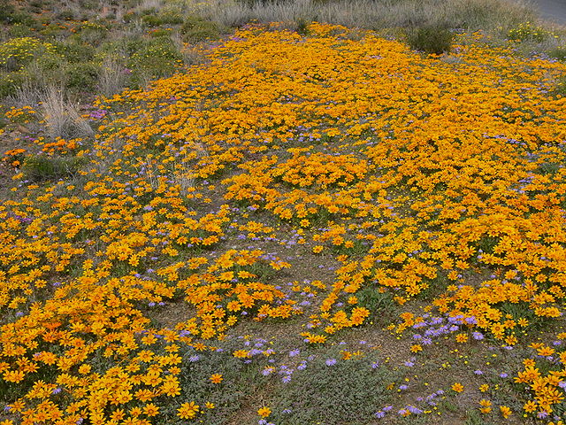 File:Karoo P1030698.JPG